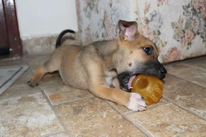 Cachorro ra a SRD idade Abaixo de 2 meses nome Fenrir