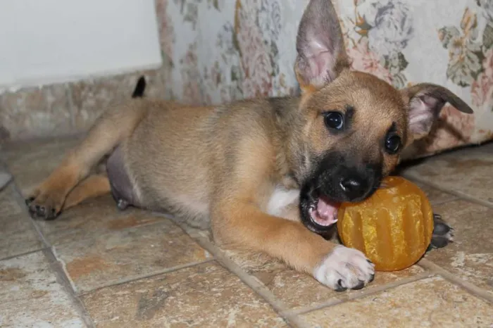 Cachorro ra a SRD idade Abaixo de 2 meses nome Fenrir