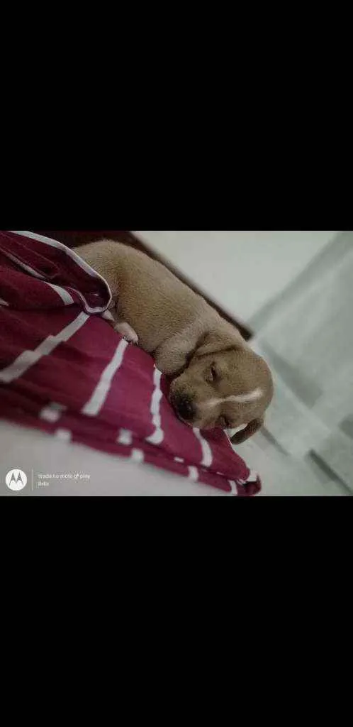 Cachorro raça Vira lata idade Abaixo de 2 meses nome Mel