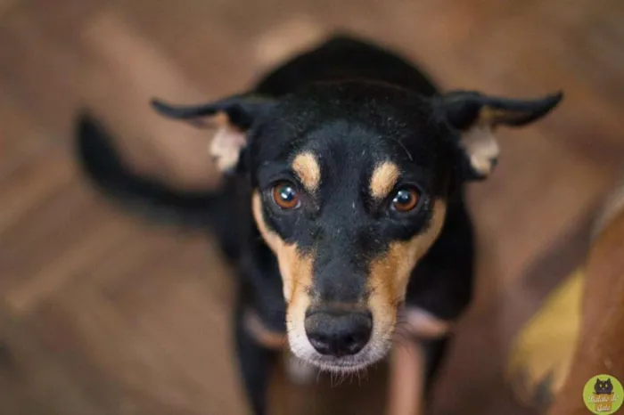 Cachorro ra a SRD idade 2 anos nome Gabriel