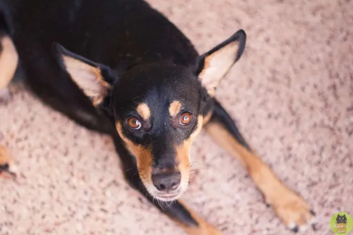 Cachorro ra a SRD idade 2 anos nome Gabriel