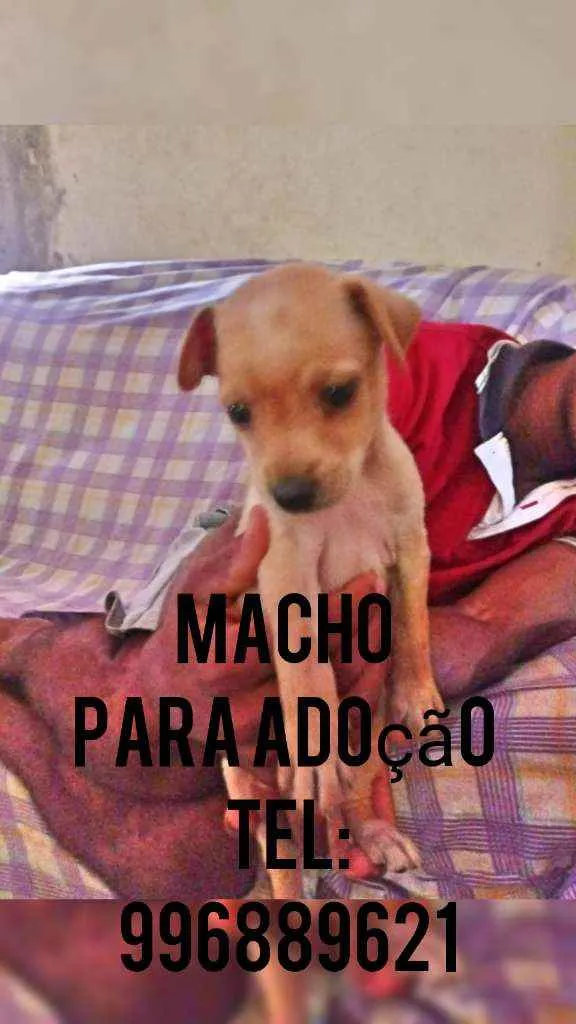 Cachorro raça Srd idade Abaixo de 2 meses nome Filhote