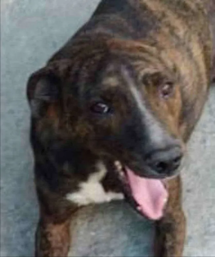 Cachorro ra a SRD idade 2 anos nome Tairone