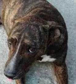 Cachorro ra a SRD idade 2 anos nome Tairone