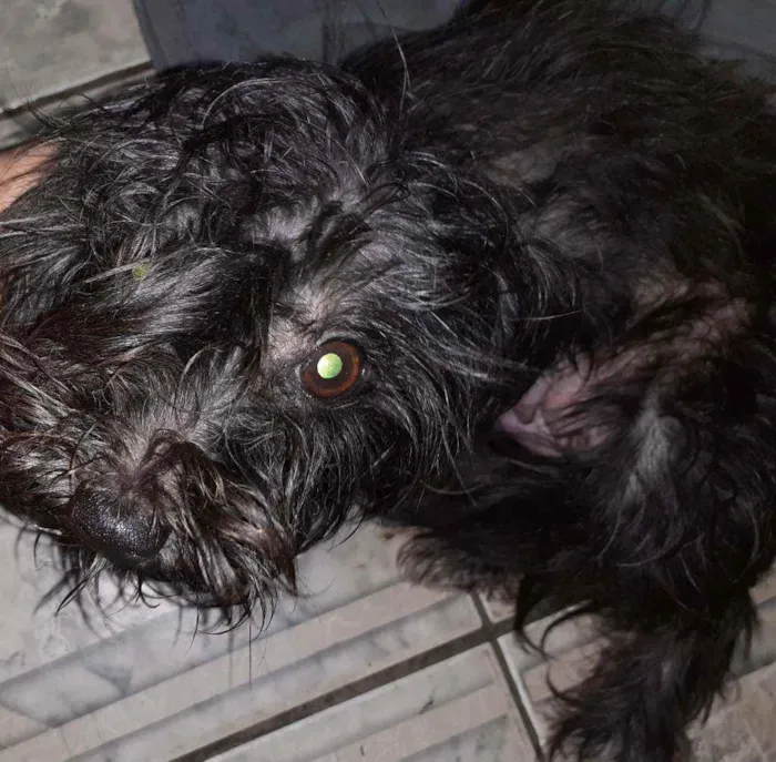 Cachorro ra a Maltês idade 1 ano nome ...