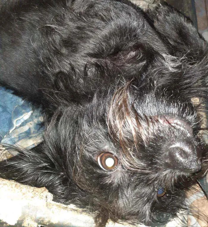Cachorro ra a Maltês idade 1 ano nome ...