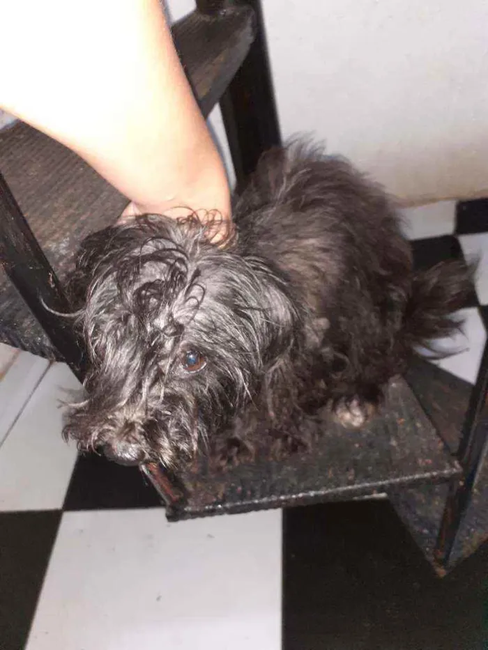 Cachorro ra a Maltês idade 1 ano nome ...