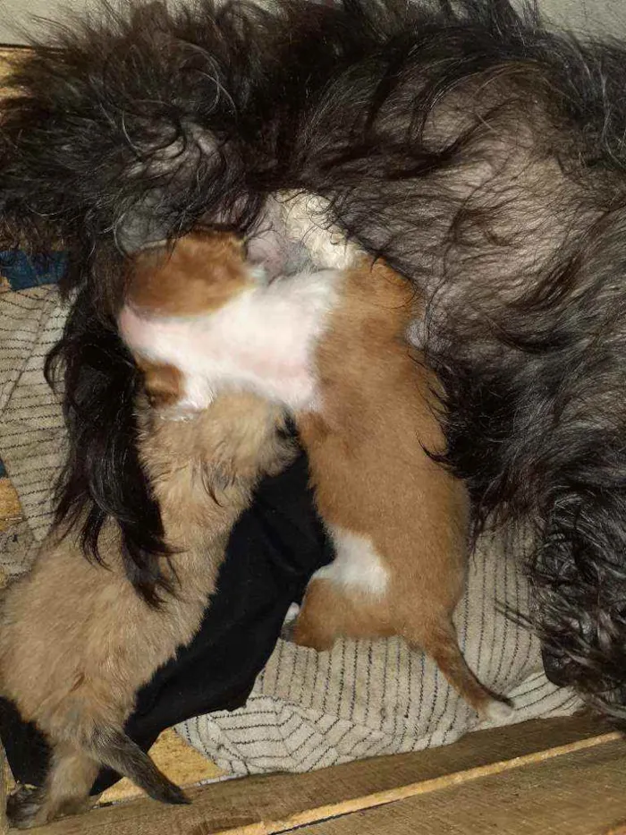 Cachorro ra a Maltês/puldo  idade Abaixo de 2 meses nome ....