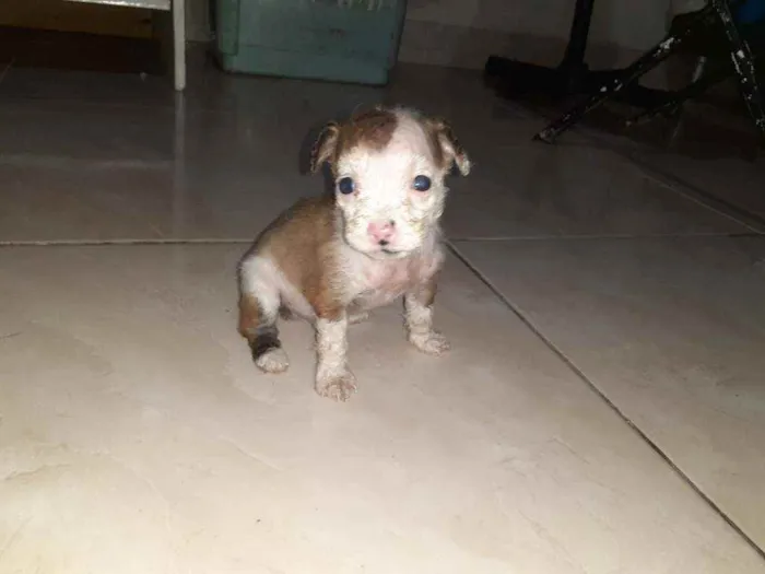 Cachorro ra a Maltês/puldo  idade Abaixo de 2 meses nome ....