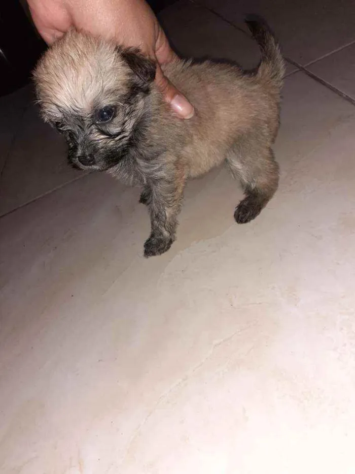 Cachorro ra a Maltês/puldo  idade Abaixo de 2 meses nome ...