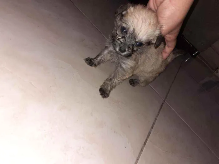 Cachorro ra a Maltês/puldo  idade Abaixo de 2 meses nome ...