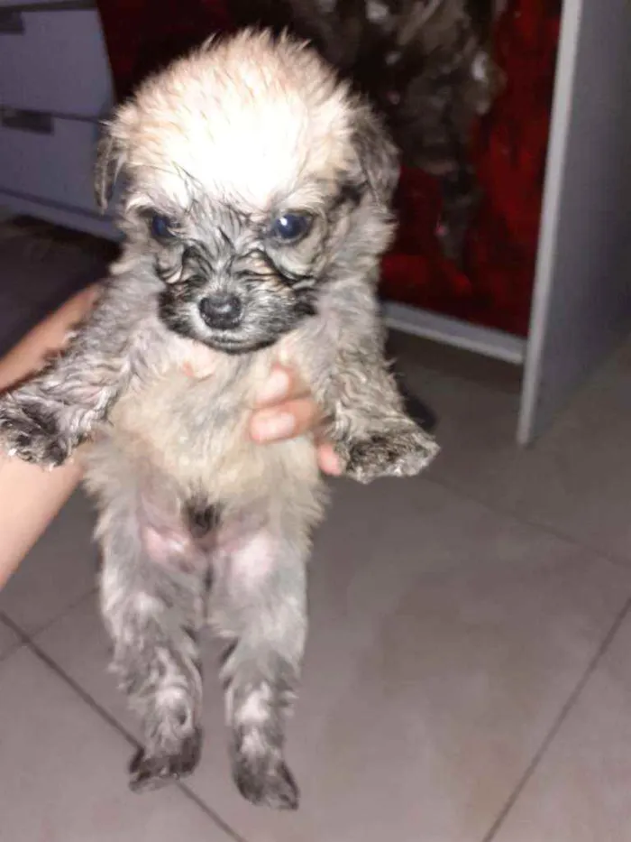Cachorro ra a Maltês/puldo  idade Abaixo de 2 meses nome ...
