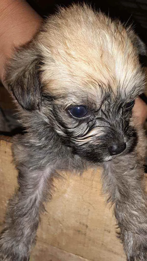 Cachorro ra a Maltês/puldo  idade Abaixo de 2 meses nome ...