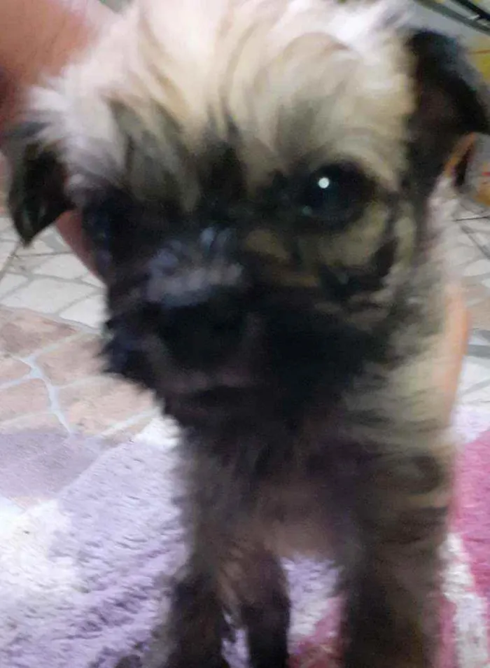 Cachorro ra a Maltês/puldo  idade Abaixo de 2 meses nome ...