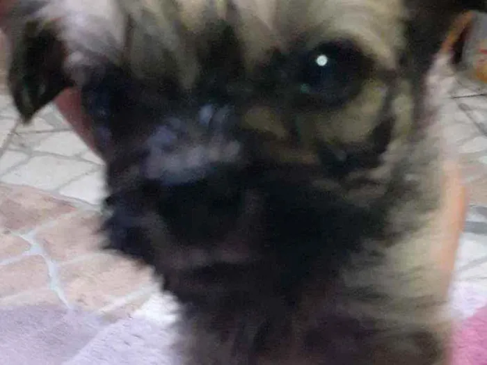 Cachorro ra a Maltês/puldo  idade Abaixo de 2 meses nome ...