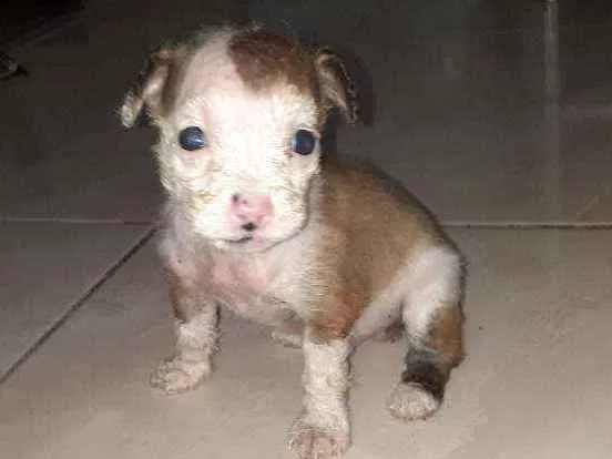 Cachorro ra a Maltês/puldo  idade Abaixo de 2 meses nome ....