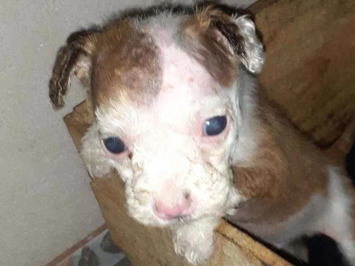 Cachorro ra a Maltês/puldo  idade Abaixo de 2 meses nome ....