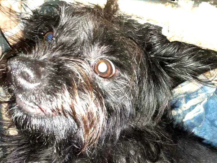 Cachorro ra a Maltês idade 1 ano nome ...