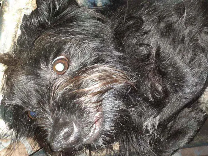 Cachorro ra a Maltês idade 1 ano nome ...