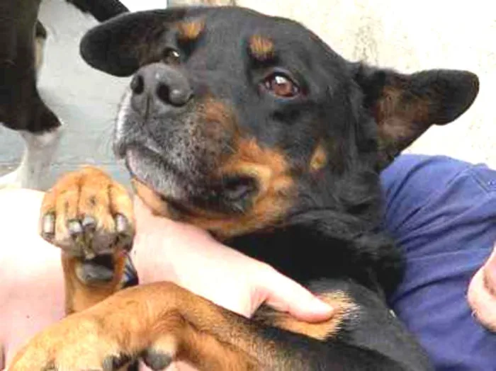 Cachorro ra a Rottweiler  idade 6 ou mais anos nome Thor