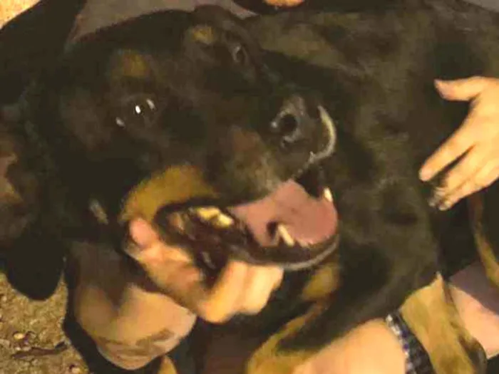 Cachorro ra a Rottweiler  idade 6 ou mais anos nome Thor