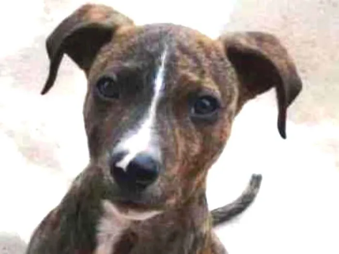 Cachorro ra a SRD idade 2 anos nome Tairone