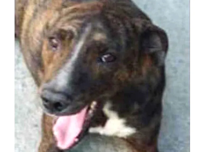 Cachorro ra a SRD idade 2 anos nome Tairone