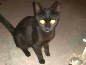 Gato raça SRD idade 2 a 6 meses nome Ketelyn
