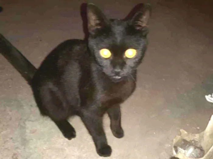 Gato ra a SRD idade 2 a 6 meses nome Ketelyn
