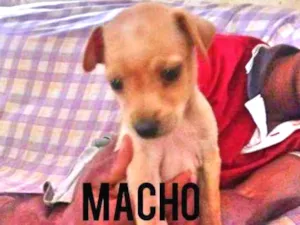 Cachorro raça Srd idade Abaixo de 2 meses nome Filhote