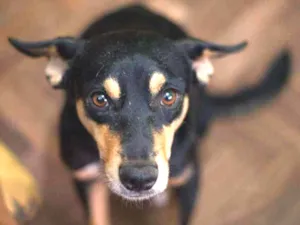 Cachorro raça SRD idade 2 anos nome Gabriel