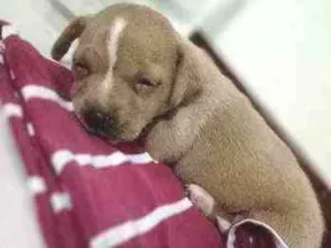 Cachorro raça Vira lata idade Abaixo de 2 meses nome Mel