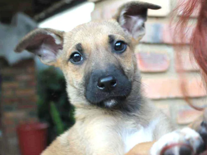 Cachorro ra a SRD idade Abaixo de 2 meses nome Fenrir