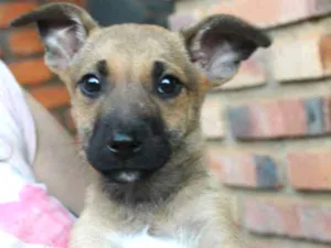 Cachorro raça SRD idade Abaixo de 2 meses nome Fenrir