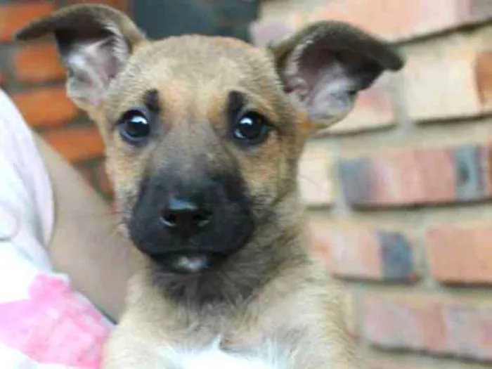Cachorro ra a SRD idade Abaixo de 2 meses nome Fenrir