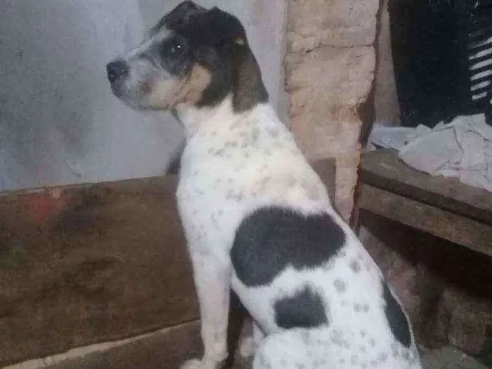 Cachorro ra a Charpei c labrador  idade 2 a 6 meses nome Maik