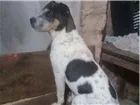 Cachorro raça Charpei c labrador  idade 2 a 6 meses nome Maik