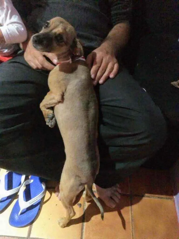 Cachorro ra a Vira lata idade 4 anos nome Lolla