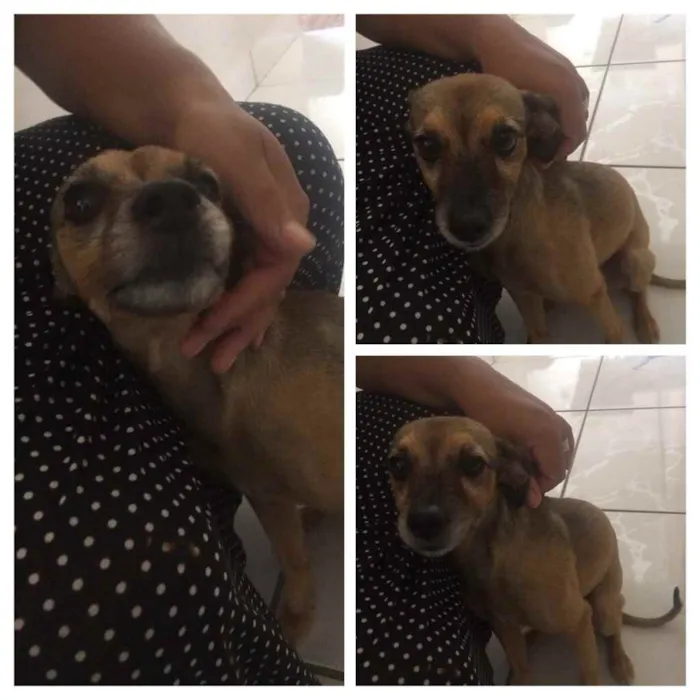Cachorro ra a Vira lata idade 4 anos nome Lolla