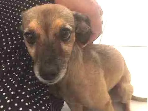 Cachorro ra a Vira lata idade 4 anos nome Lolla