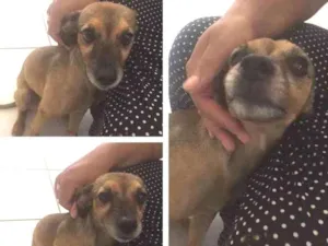 Cachorro raça Vira lata idade 4 anos nome Lolla
