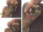 Cachorro raça Vira lata idade 4 anos nome Lolla