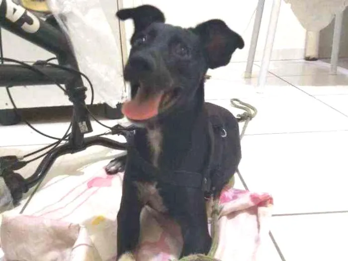 Cachorro raça SRD idade 7 a 11 meses nome Desconhecido