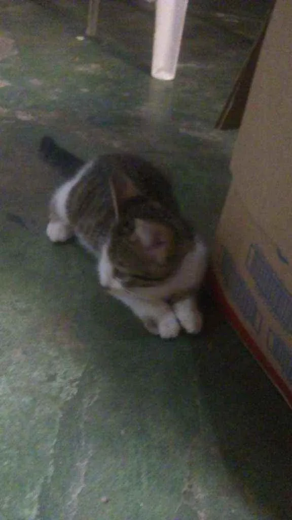 Gato ra a Sem raça definida idade 2 a 6 meses nome Mia, Mio