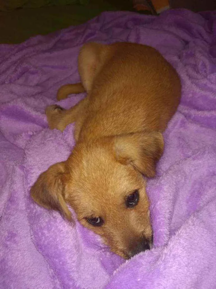 Cachorro ra a SRD idade Abaixo de 2 meses nome Sonic