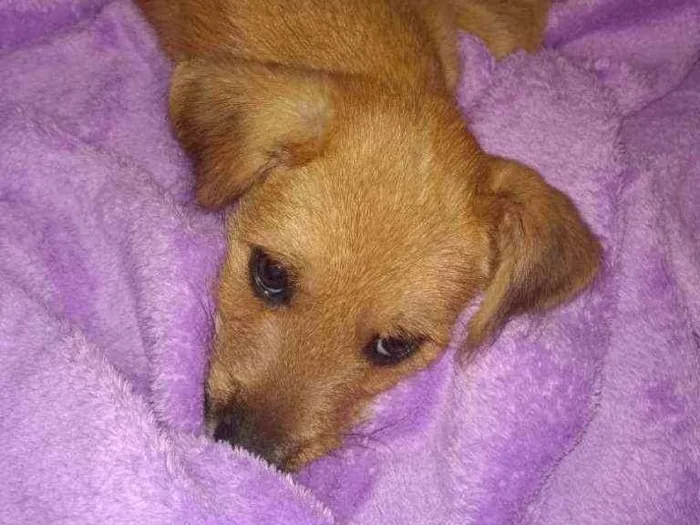 Cachorro ra a SRD idade Abaixo de 2 meses nome Sonic