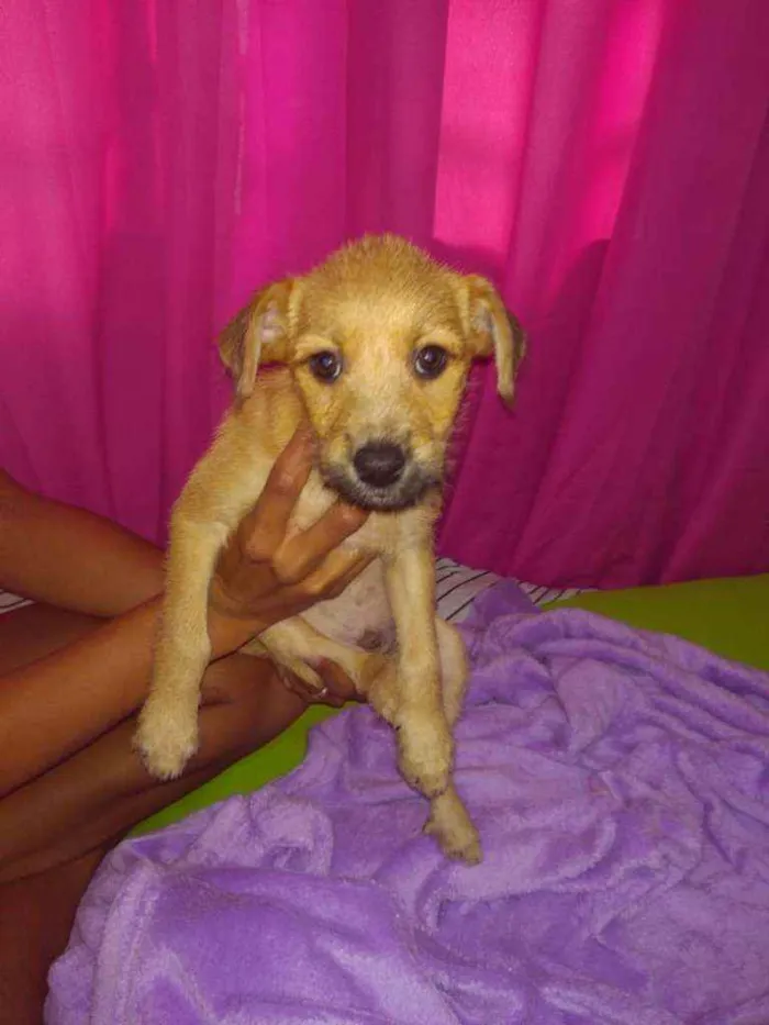 Cachorro ra a SRD idade Abaixo de 2 meses nome Sonic