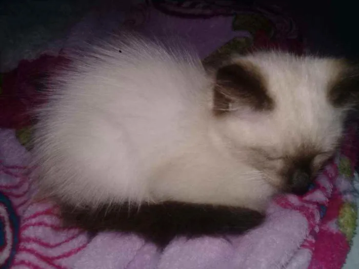 Gato raça Siamês  idade 2 a 6 meses nome Não tem nome ainda