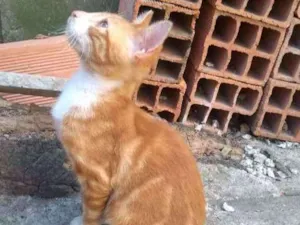 Gato raça SRD idade 2 a 6 meses nome Haroldo