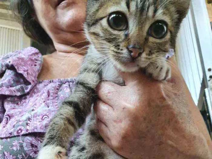 Gato ra a SRD idade 2 a 6 meses nome Sansão 
